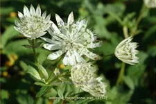Astrantia major 'Snow Star'®