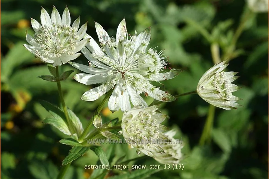Astrantia major 'Snow Star'®