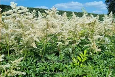Astilbe x arendsii 'Brautschleier'