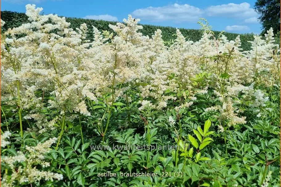 Astilbe x arendsii 'Brautschleier'