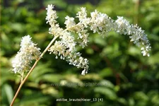 Astilbe x arendsii 'Brautschleier'