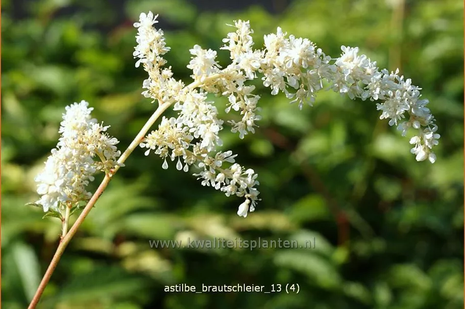 Astilbe x arendsii 'Brautschleier'