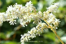 Astilbe x arendsii 'Brautschleier'