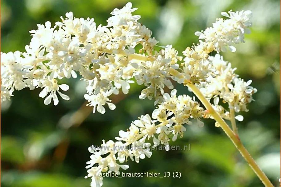 Astilbe x arendsii 'Brautschleier'