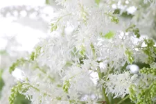 Astilbe x arendsii 'Brautschleier'