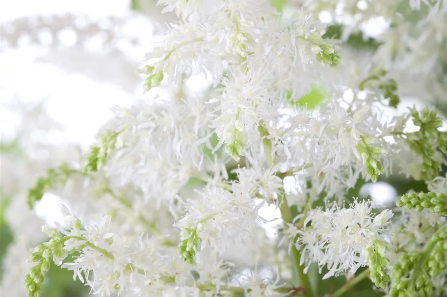 Astilbe x arendsii 'Brautschleier'