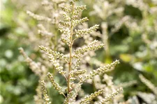 Astilbe x arendsii 'Brautschleier'