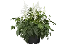 Astilbe x arendsii 'Brautschleier'