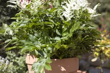 Astilbe x arendsii 'Brautschleier'