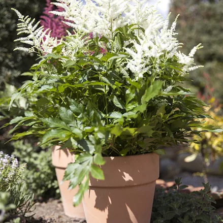 Astilbe x arendsii 'Brautschleier'