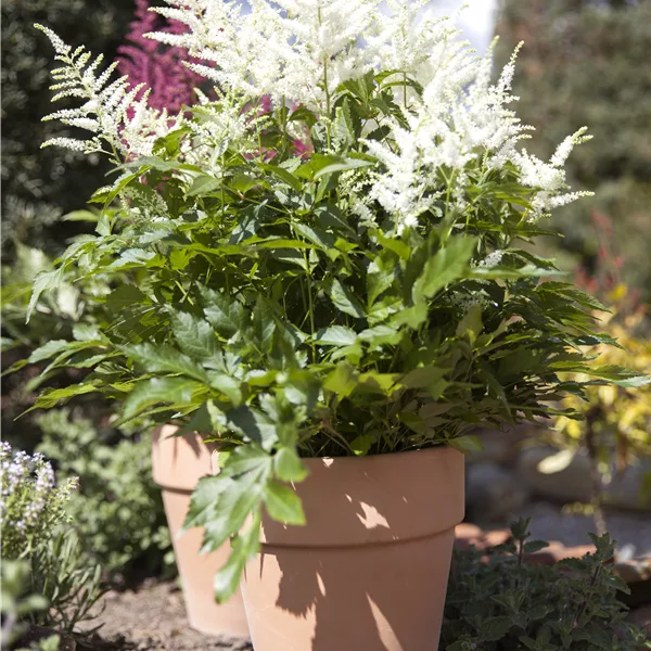 Astilbe x arendsii 'Brautschleier'