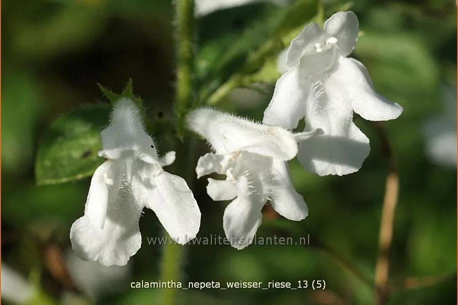 Calamintha nepeta 'Weißer Riese'