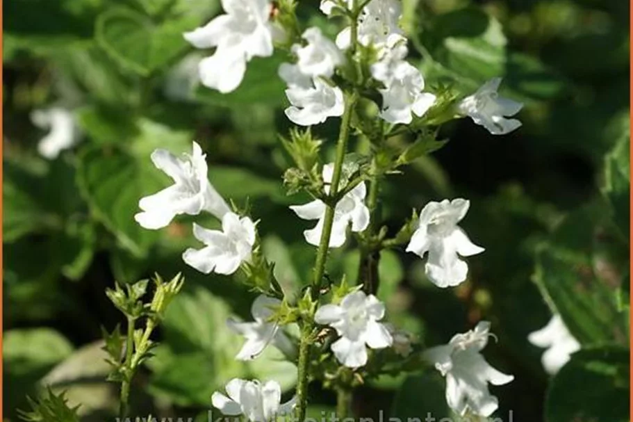 Calamintha nepeta 'Weißer Riese'