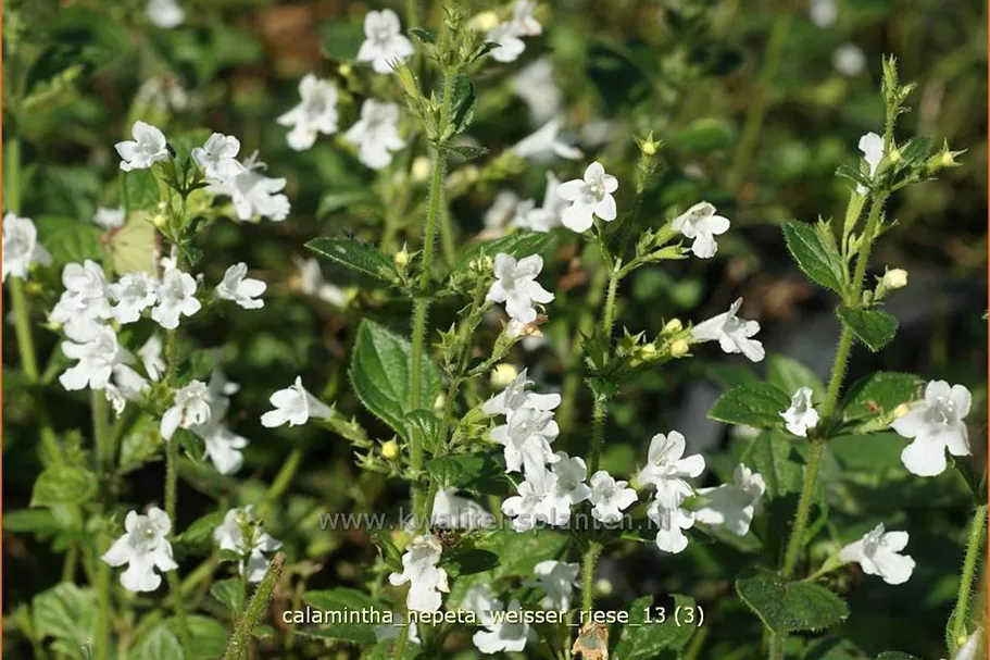 Calamintha nepeta 'Weißer Riese'