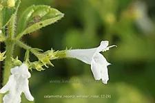 Calamintha nepeta 'Weißer Riese'