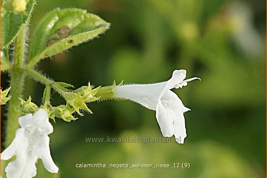 Calamintha nepeta 'Weißer Riese'