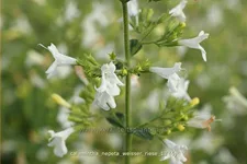 Calamintha nepeta 'Weißer Riese'