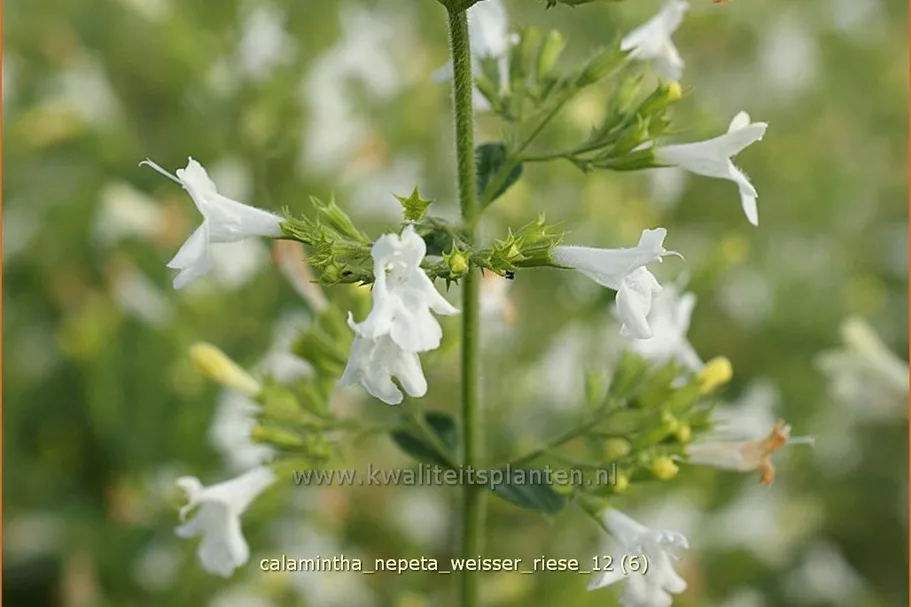 Calamintha nepeta 'Weißer Riese'