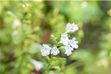 Calamintha nepeta 'Weißer Riese'