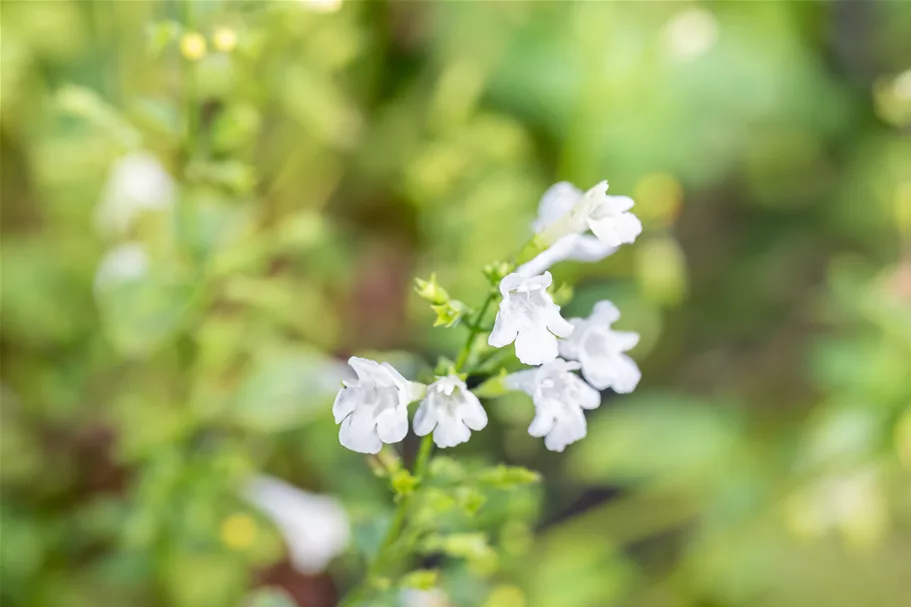Calamintha nepeta 'Weißer Riese'