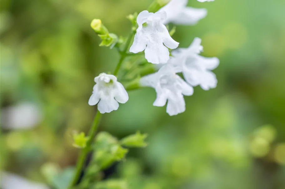 Calamintha nepeta 'Weißer Riese'