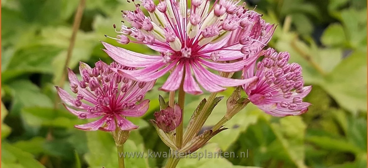 Astrantia major 'Sparkling Stars Pink'