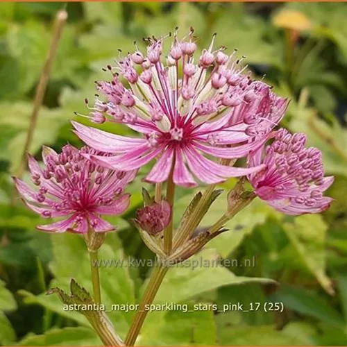 Astrantia major 'Sparkling Stars Pink'