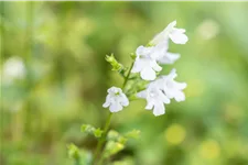 Calamintha nepeta 'Weißer Riese'