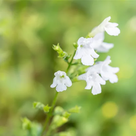 Calamintha nepeta 'Weißer Riese'