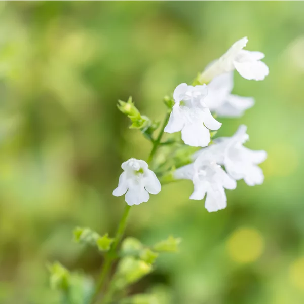 Calamintha nepeta 'Weißer Riese'