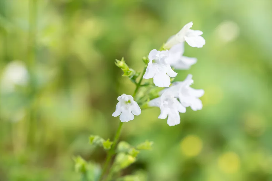 Calamintha nepeta 'Weißer Riese'