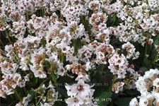 Bergenia cordifolia 'Dragonfly Angel Kiss'