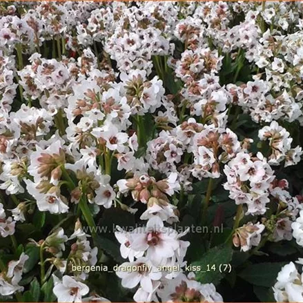 Bergenia cordifolia 'Dragonfly Angel Kiss'