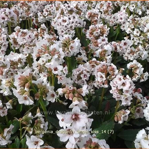 Bergenia cordifolia 'Dragonfly Angel Kiss'