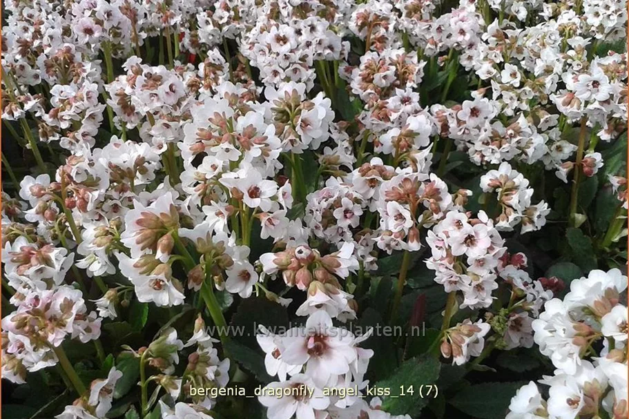 Bergenia cordifolia 'Dragonfly Angel Kiss'