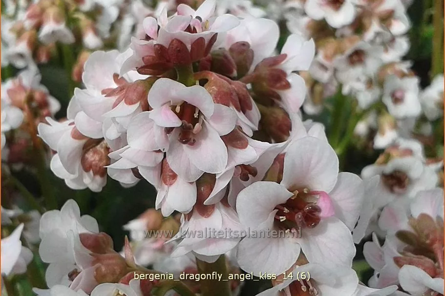 Bergenia cordifolia 'Dragonfly Angel Kiss'