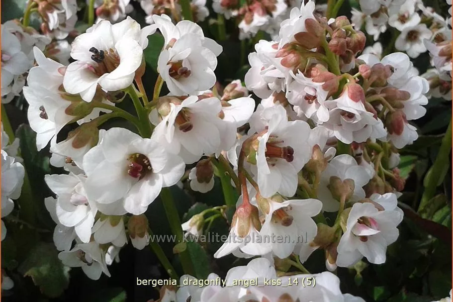 Bergenia cordifolia 'Dragonfly Angel Kiss'