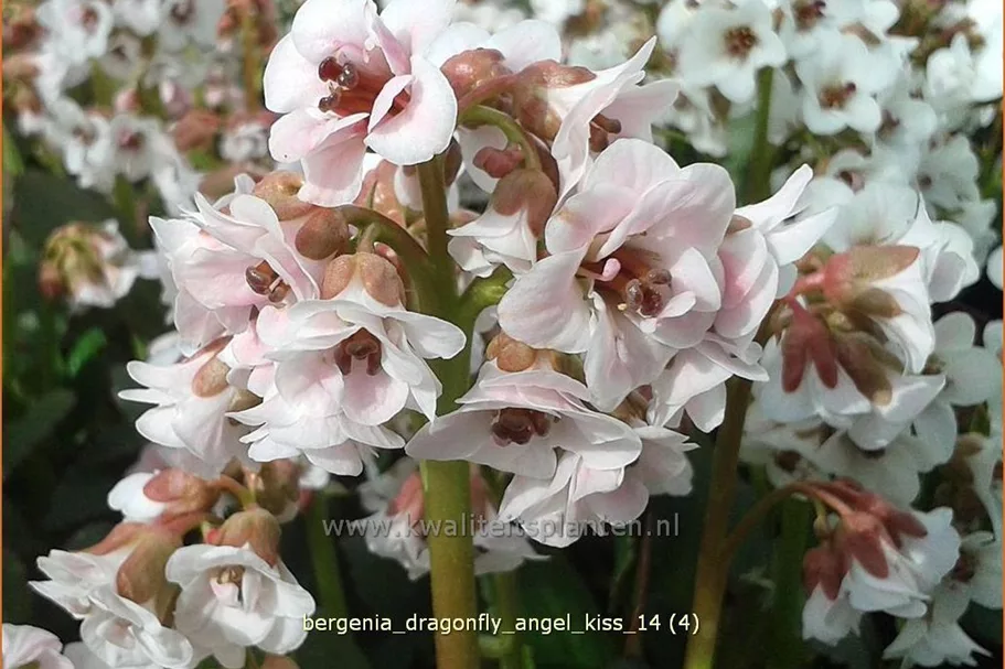 Bergenia cordifolia 'Dragonfly Angel Kiss'