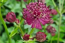 Astrantia major 'Sparkling Stars Red'