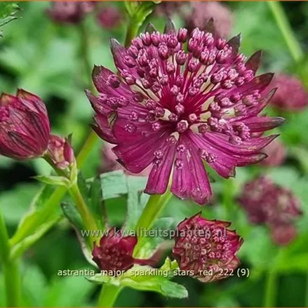 Astrantia major 'Sparkling Stars Red'