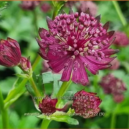 Astrantia major 'Sparkling Stars Red'