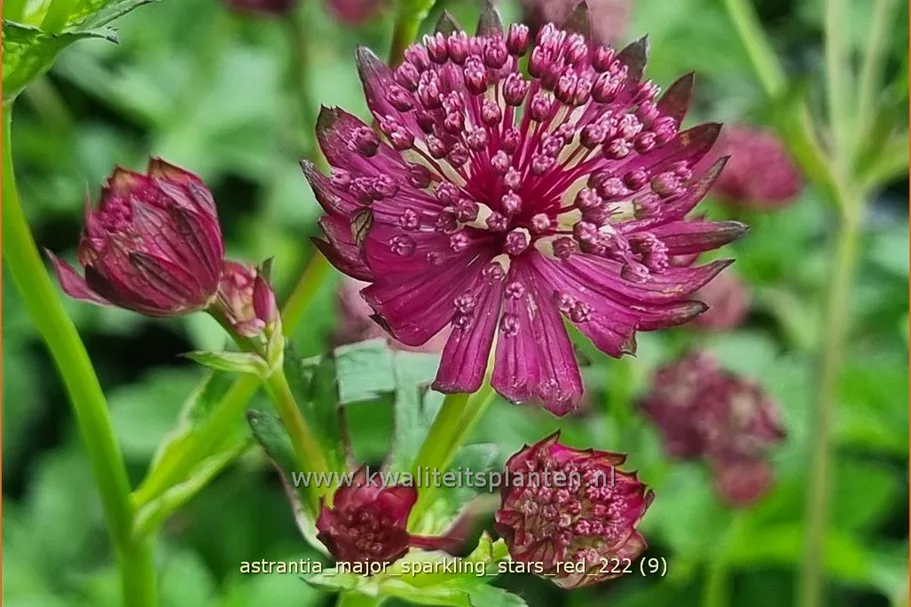 Astrantia major 'Sparkling Stars Red'