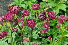 Astrantia major 'Sparkling Stars Red'