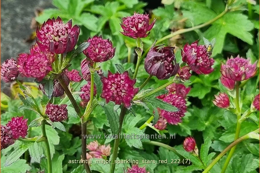 Astrantia major 'Sparkling Stars Red'