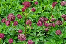 Astrantia major 'Sparkling Stars Red'