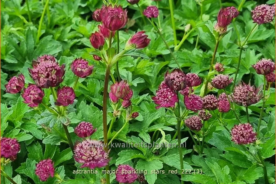 Astrantia major 'Sparkling Stars Red'