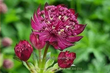 Astrantia major 'Sparkling Stars Red'