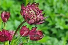 Astrantia major 'Sparkling Stars Red'