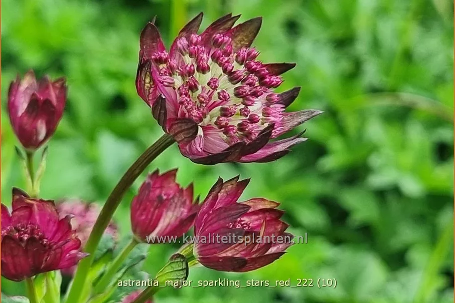 Astrantia major 'Sparkling Stars Red'