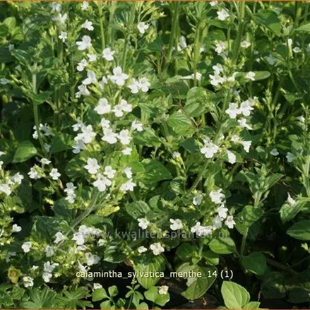 Calamintha sylvatica 'Menthe'